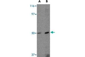 Western blot analysis of FEZ2 in mouse brain tissue lysate with FEZ2 polyclonal antibody  at (A) 0. (FEZ2 抗体  (C-Term))