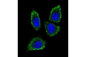Confocal iunofluorescent analysis of P12 Antibody (C-term) (ABIN390136 and ABIN2840640) with 293 cell followed by Alexa Fluor® 488-conjugated goat anti-rabbit lgG (green). (MMP12 抗体  (C-Term))