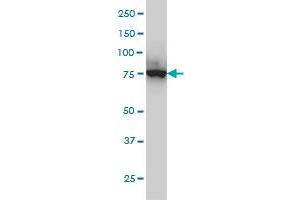 Western Blotting (WB) image for anti-Cleavage and Polyadenylation Specific Factor 3, 73kDa (CPSF3) (AA 585-684) antibody (ABIN565650)