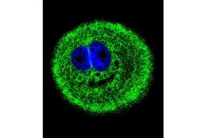 Confocal immunofluorescent analysis of MYO6 Antibody (C-term ) (ABIN655513 and ABIN2845028) with MCF-7 cell followed by Alexa Fluor® 488-conjugated goat anti-rabbit lgG (green). (Myosin VI 抗体  (C-Term))