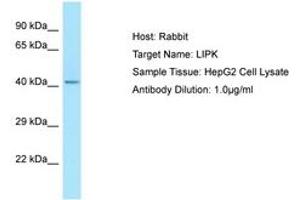 Image no. 1 for anti-Lipase, Family Member K (LIPK) (N-Term) antibody (ABIN6750053) (LIPK 抗体  (N-Term))