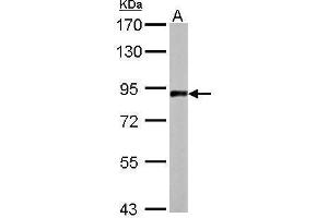 Western Blotting (WB) image for anti-Amyloid beta (A4) Precursor-Like Protein 2 (APLP2) (N-Term) antibody (ABIN2855243)