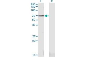 Western Blot analysis of PWP1 expression in transfected 293T cell line by PWP1 monoclonal antibody (M03), clone 1A12. (PWP1 抗体  (AA 1-501))