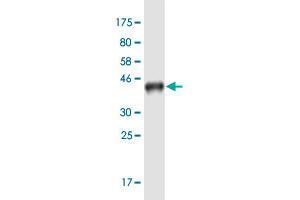 Western Blot detection against Immunogen (37. (SH3KBP1 抗体  (AA 224-308))