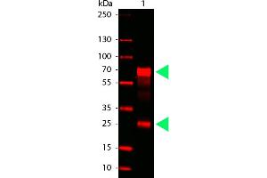 Western Blotting (WB) image for Goat anti-Chicken IgG antibody (DyLight 680) (ABIN6698822)