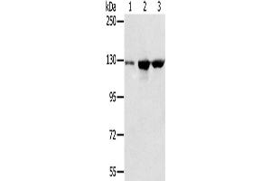 Western Blotting (WB) image for anti-N-Acetyltransferase 10 (GCN5-Related) (NAT10) antibody (ABIN2423841)