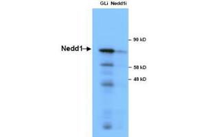 Image no. 1 for anti-Neural Precursor Cell Expressed, Developmentally Down-Regulated 1 (NEDD1) antibody (ABIN1103223) (NEDD1 抗体)