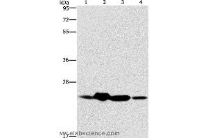 Western blot analysis of Mouse spleen and human fetal liver tissue, hela cell and human fetal brain tissue, using THOC7 Polyclonal Antibody at dilution of 1:450 (THOC7 抗体)