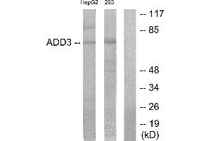 Western blot analysis of extracts from HepG2 cells and 293 cells, using ADD3 antibody. (ADD3 抗体)