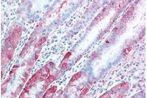 Anti-TSPAN13 antibody  ABIN1049446 IHC staining of human, stomach. (TSPAN13 抗体  (Internal Region))