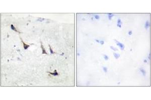 Immunohistochemistry analysis of paraffin-embedded human brain tissue, using Syntaxin 1A (Ab-14) Antibody. (STX1A 抗体  (AA 1-50))