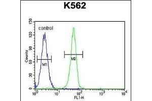 PLEKHA4 Antibody (N-term) (ABIN655718 and ABIN2845168) flow cytometric analysis of K562 cells (right histogram) compared to a negative control cell (left histogram).