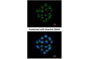 ICC/IF Image Immunofluorescence analysis of methanol-fixed HCT116, using Cathepsin O, antibody at 1:500 dilution. (CTSO 抗体)