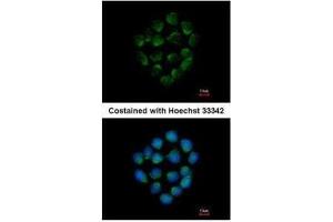 ICC/IF Image Immunofluorescence analysis of methanol-fixed HCT116, using Cathepsin O, antibody at 1:500 dilution. (CTSO 抗体)