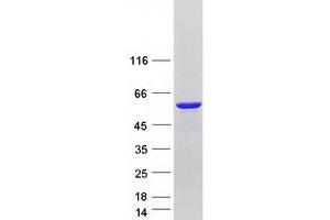 Western Blotting (WB) image for Autophagy related 4C Cysteine Peptidase (ATG4C) (Transcript Variant 7) protein (Myc-DYKDDDDK Tag) (ABIN2714797)