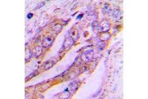 Immunohistochemistry (IHC) image for anti-ATP Synthase, H+ Transporting, Mitochondrial Fo Complex, Subunit J2 (ATP5J2) (C-Term) antibody (ABIN7300388)
