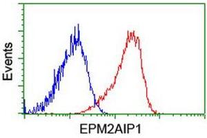 Flow Cytometry (FACS) image for anti-EPM2A (Laforin) Interacting Protein 1 (EPM2AIP1) antibody (ABIN1498046) (EPM2AIP1 抗体)