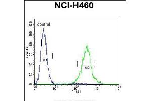 Flow cytometric analysis of NCI-H460 cells (right histogram) compared to a negative control cell (left histogram). (PRSS55 抗体  (C-Term))