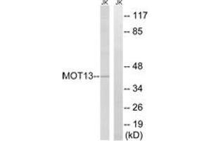 Western Blotting (WB) image for anti-Solute Carrier Family 16, Member 13 (Monocarboxylic Acid Transporter 13) (SLC16A13) (AA 377-426) antibody (ABIN2890419) (SLC16A13 抗体  (AA 377-426))