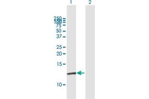 Western Blot analysis of S100A10 expression in transfected 293T cell line by S100A10 MaxPab polyclonal antibody.