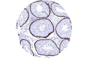 Testis High density of elastin fibres along smooth muscles surrounding tubuli of the testis (Recombinant Elastin 抗体)