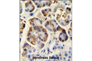 KCNJ6 Antibody immunohistochemistry analysis in formalin fixed and paraffin embedded human pancreas tissue followed by peroxidase conjugation of the secondary antibody and DAB staining. (KCNJ6 抗体  (AA 26-55))