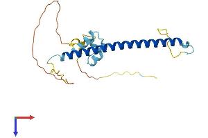 CCDC53 Protein (AA 1-194) (His tag)