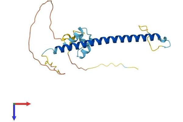 CCDC53 Protein (AA 1-194) (His tag)