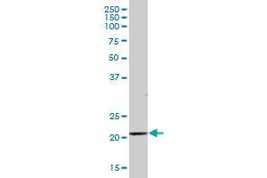 SAP30 MaxPab polyclonal antibody. (SAP30 抗体  (AA 1-220))
