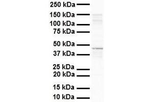 WB Suggested Anti-SOX3 antibody Titration: 1 ug/mL Sample Type: Human liver (SOX3 抗体  (N-Term))