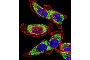 Fluorescent confocal image of  cell stained with YBX1 Antibody (C-term) (ABIN390263 and ABIN2840721).