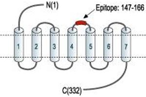 Representative domain view of the target of ABIN7884725.