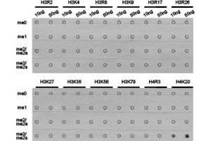 Dot-blot analysis of all sorts of methylation peptides using H4K20me3 antibody. (Histone 3 抗体  (3meLys20))