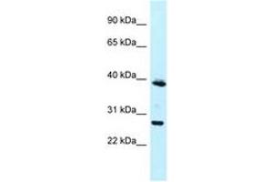 Image no. 1 for anti-Melanoma Antigen Family F, 1 (MAGEF1) (N-Term) antibody (ABIN6747857) (MAGEF1 抗体  (N-Term))