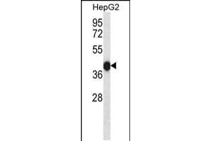 Western blot analysis in HepG2 cell line lysates (35ug/lane). (DUSP15 抗体  (AA 125-153))