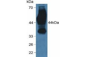 Western blot analysis of Human HeLa cells. (CD147 抗体  (AA 79-280))