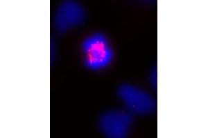 CENP-E mouse mAb (Clone 1H12) tested by immunofluorescence. (CENPE 抗体)