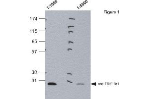 Western blot analysis of pig kidney lysates (LLC-PK1) using MAb to TRIP-Br1 (TB1-27/2)  at 1:1000 and 1:5000. (SERTAD1 抗体  (AA 27-42))