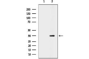 Western blot analysis of lysates from Rat liver, using OR51 Antibody.