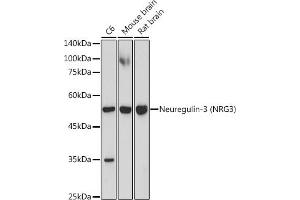 Western blot analysis of extracts of various cell lines, using Neuregulin-3 (Neuregulin-3 (NRG3)) antibody (ABIN7268859) at 1:1000 dilution. (Neuregulin 3 抗体)
