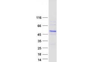 Validation with Western Blot (CBWD6 Protein (Myc-DYKDDDDK Tag))