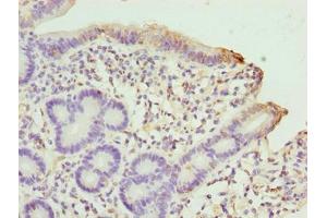 Immunohistochemistry of paraffin-embedded human duodenum tissue using ABIN7169907 at dilution of 1:100 (Sclt1 抗体  (AA 1-79))