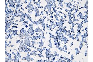 (ABIN185488) Negative Control showing staining of paraffin embedded Human Placenta, with no primary antibody. (IDO1 抗体  (Internal Region))