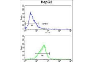 Flow cytometry analysis of HepG2 cells (bottom histogram) compared to a negative control cell (top histogram). (FOSB 抗体  (AA 122-149))