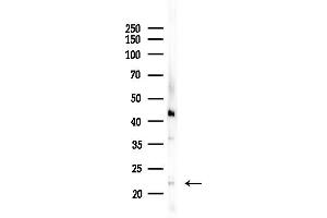 anti-PRA1 Domain Family, Member 2 (PRAF2) (C-Term) antibody