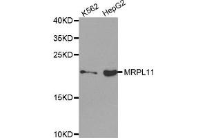 Western Blotting (WB) image for anti-Mitochondrial Ribosomal Protein L11 (MRPL11) antibody (ABIN1876210) (MRPL11 抗体)
