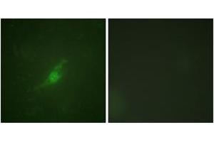 Immunofluorescence analysis of NIH-3T3 cells, using Period Circadian Protein 2 (Ab-662) Antibody. (PER2 抗体  (AA 636-685))