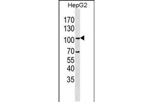 Western blot analysis in HepG2 cell line lysates (35ug/lane). (LGR5 抗体  (N-Term))