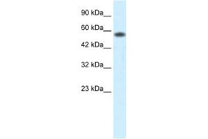 WB Suggested Anti-PCYOX1 Antibody Titration:  0. (PCYOX1 抗体  (C-Term))