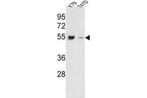 Western Blotting (WB) image for anti-Eukaryotic Translation Elongation Factor 1 alpha 1 (EEF1A1) antibody (ABIN3002704) (eEF1A1 抗体)